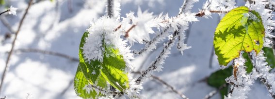 Winterliches Rohrmoos 