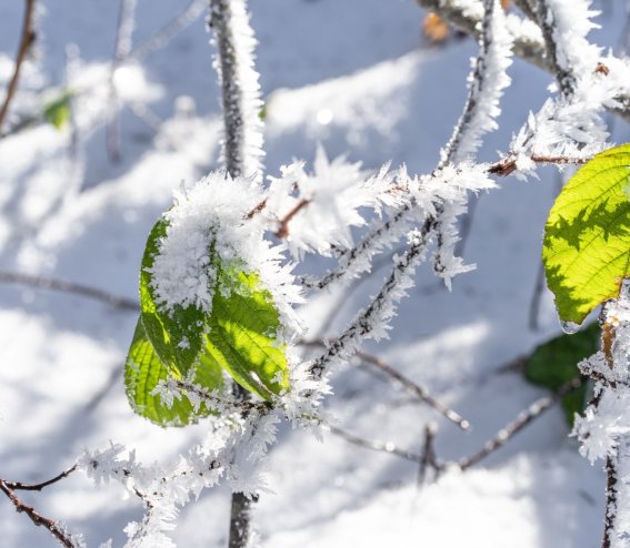 Winterliches Rohrmoos 