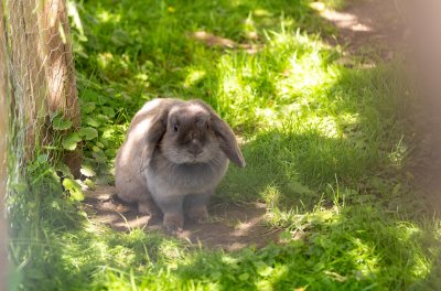 Frühling in den Gassen 