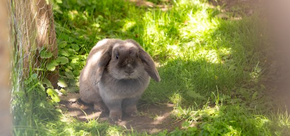 Frühling in den Gassen 