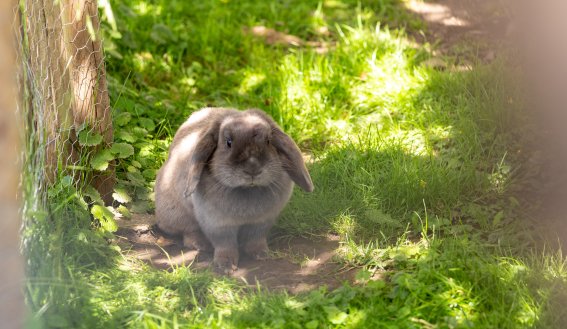 Frühling in den Gassen 