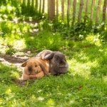 Frühling in den Gassen 