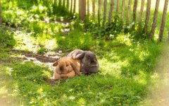 Frühling in den Gassen 