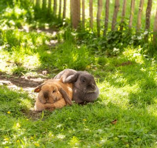 Frühling in den Gassen 