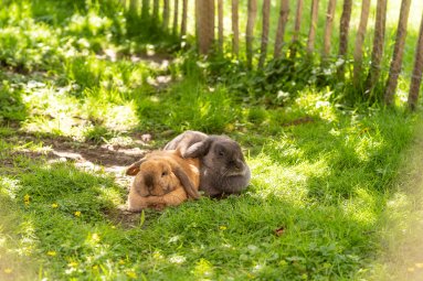 Frühling in den Gassen 