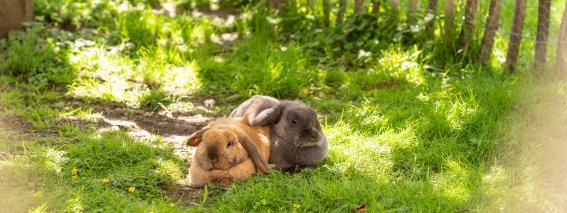 Frühling in den Gassen 