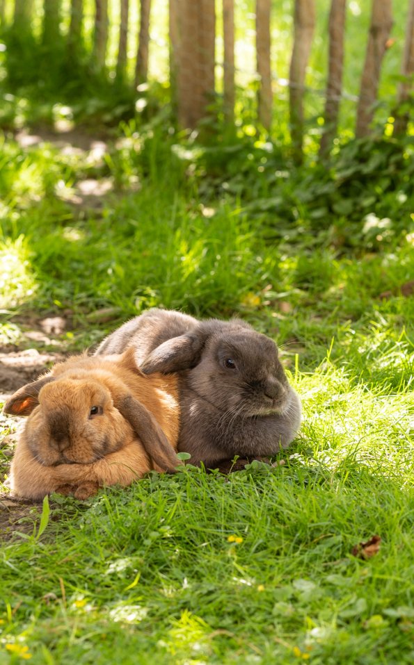 Frühling in den Gassen 