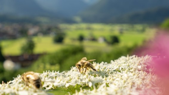 09.07.20 Jauchen-Karatsbichl-Oberstdorf-3000-006