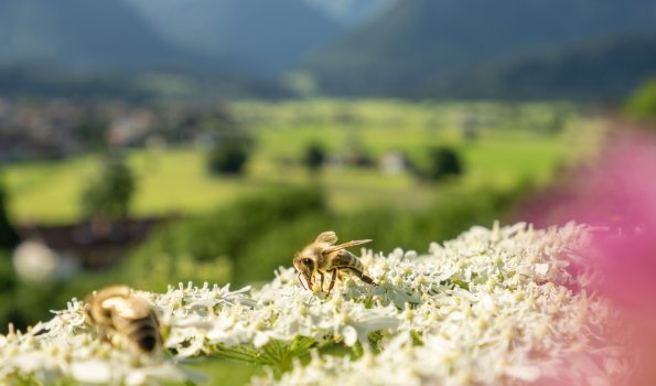 09.07.20 Jauchen-Karatsbichl-Oberstdorf-3000-006