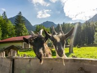 Sommermorgen am Christlessee