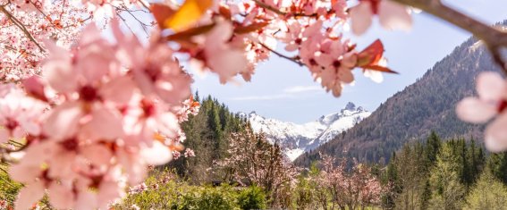 Gerstruben im Frühling