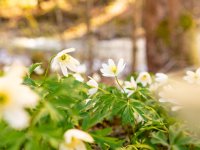 Gerstruben im Frühling