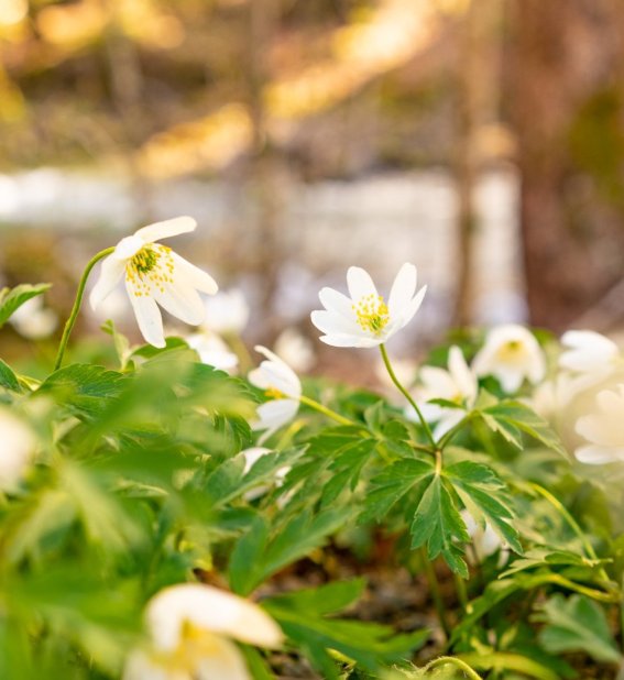 Gerstruben im Frühling