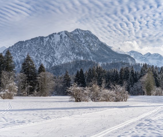 Winterliche Wiesen um Oberstdorf