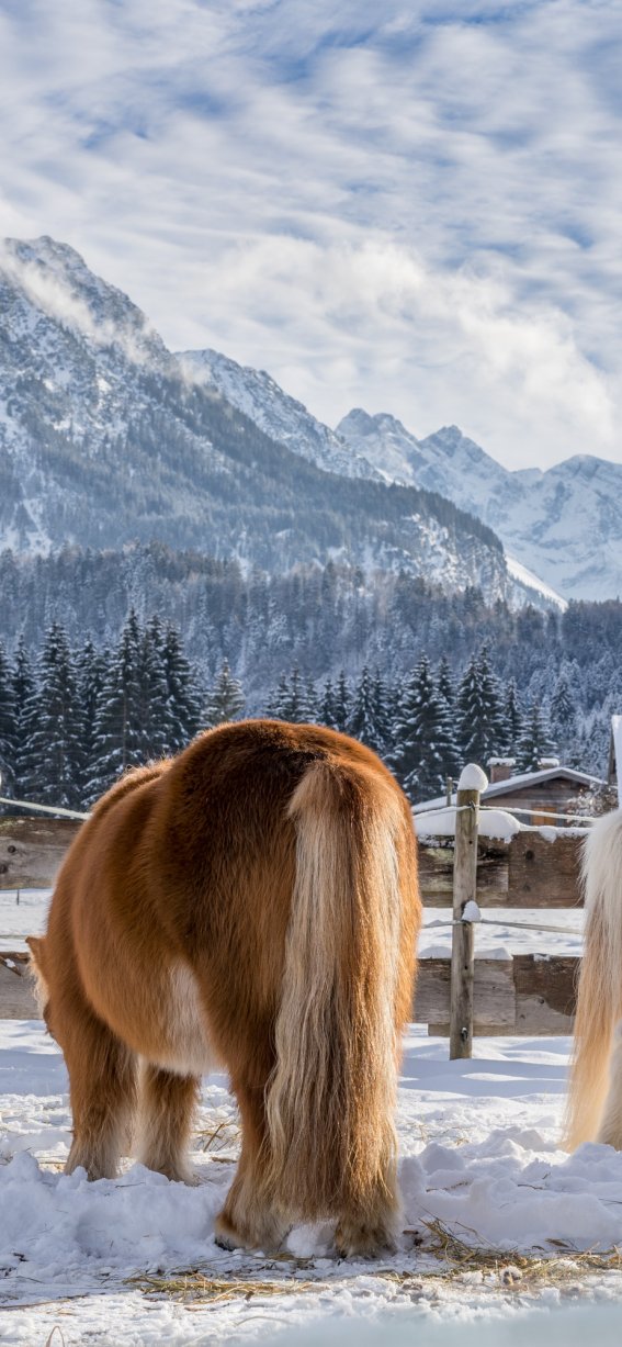 Winterliche Wiesen um Oberstdorf
