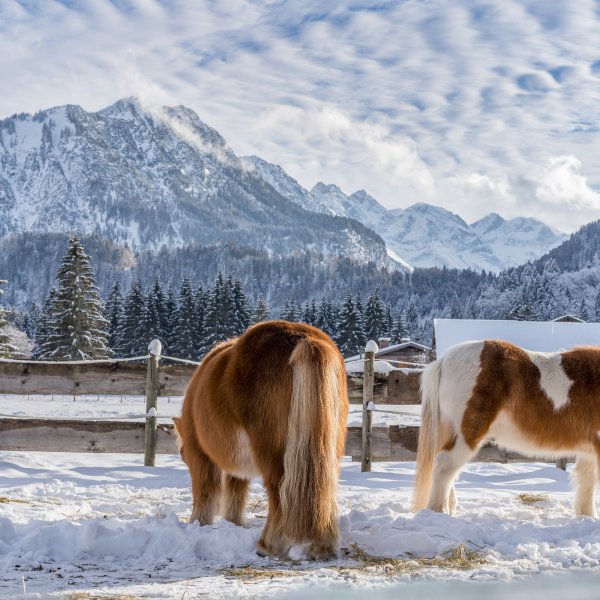Winterliche Wiesen um Oberstdorf