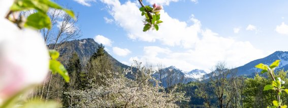 Frühling am Moorweiher