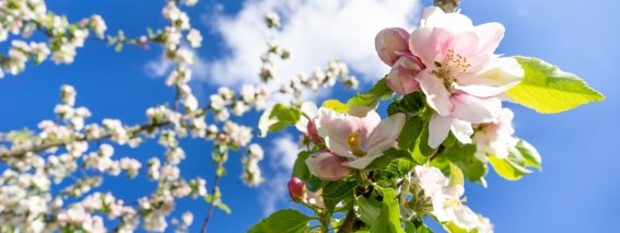 Frühling am Moorweiher
