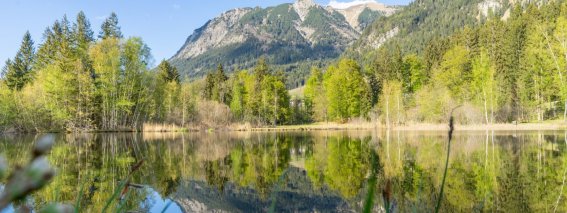 Frühling am Moorweiher