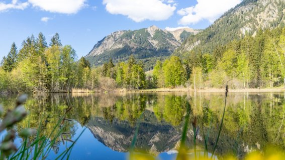 Frühling am Moorweiher