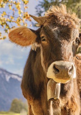 Herbstliches Trettachtal