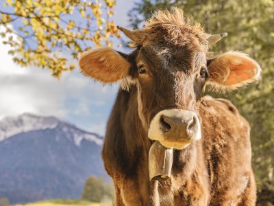 Herbstliches Trettachtal