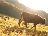 Herbstliches Trettachtal