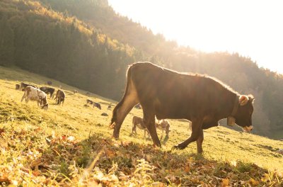 Herbstliches Trettachtal