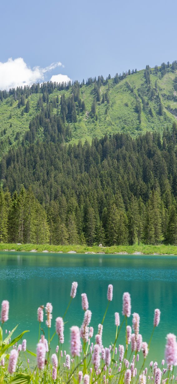 Sommer im Schwarzwassertal