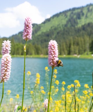 Sommer im Schwarzwassertal