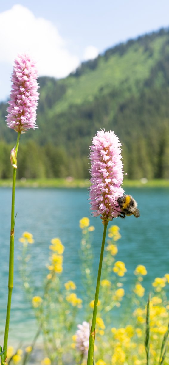 Sommer im Schwarzwassertal
