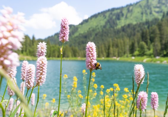 Sommer im Schwarzwassertal