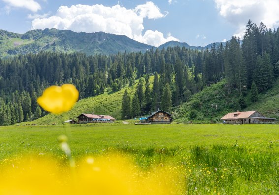 Sommer im Schwarzwassertal
