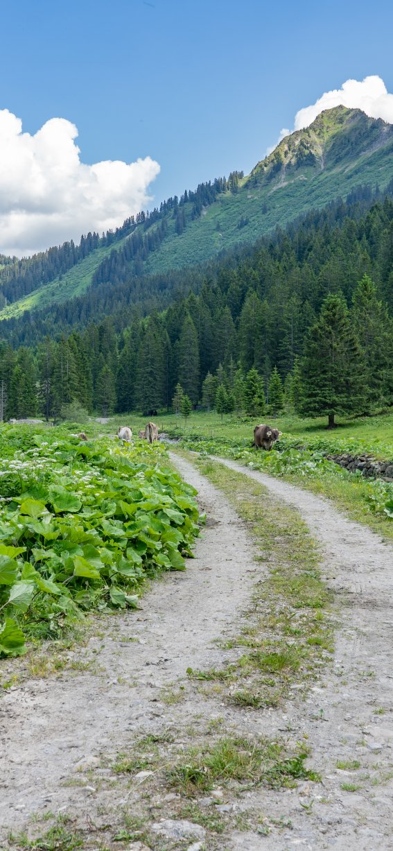 Sommer im Schwarzwassertal