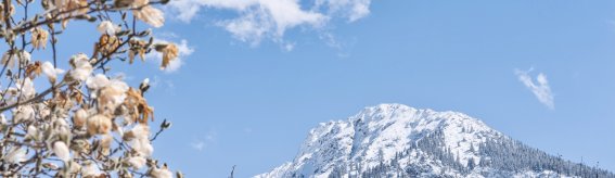 Frühlingsschnee 