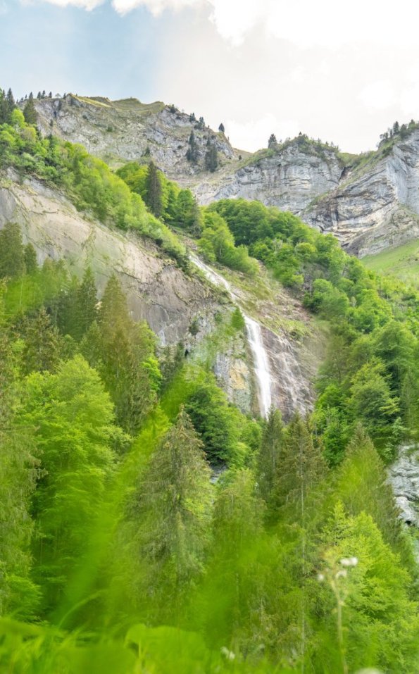 Rohrmoos im Frühling