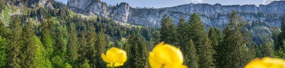 Rohrmoos im Frühling