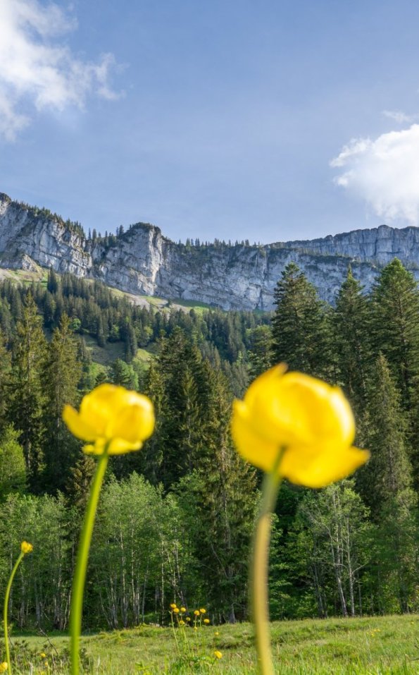 Rohrmoos im Frühling