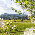 Wiesen und Kühe