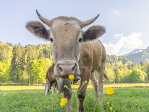 Wiesen und Kühe