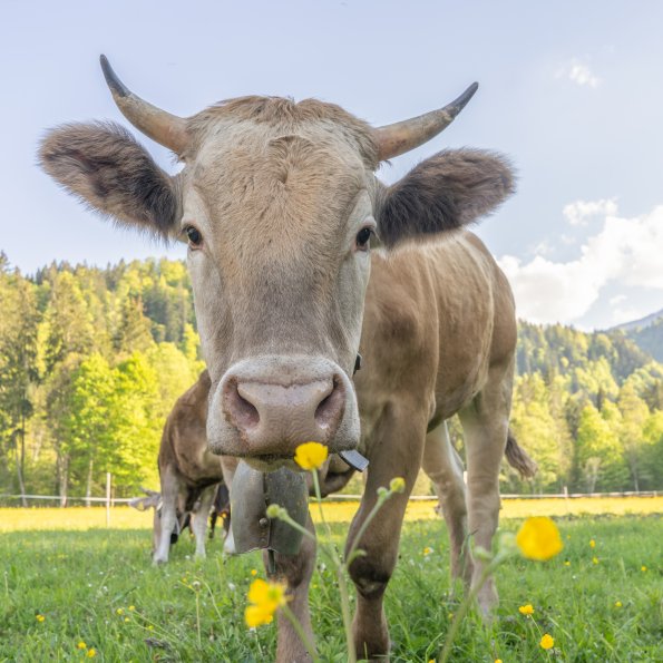 Wiesen und Kühe
