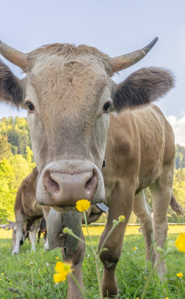 Wiesen und Kühe