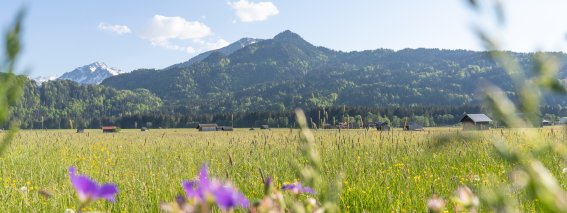 Wiesen und Kühe