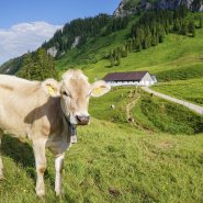 Sonnenuntergang Besler Obermaiselstein-3