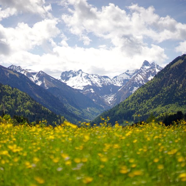 Frühlingswiese am Kühberg