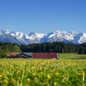 Löwenzahnwiese in Ofterschwang