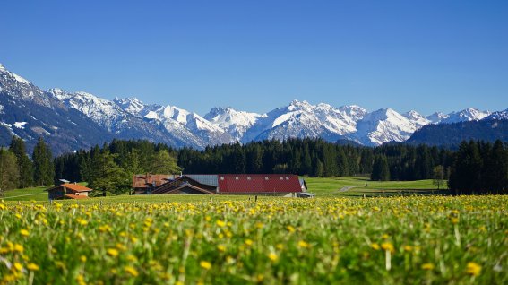 Löwenzahnwiese in Ofterschwang