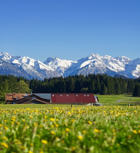Löwenzahnwiese in Ofterschwang