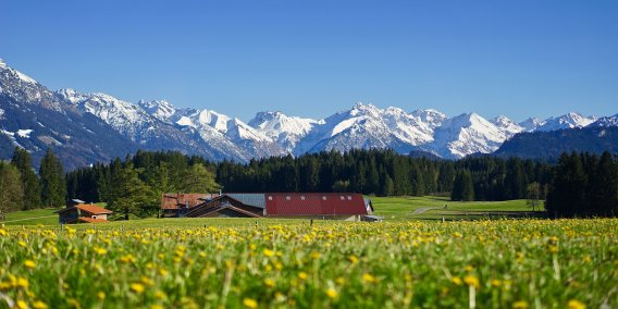 Löwenzahnwiese in Ofterschwang