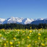 Löwenzahnwiese in Ofterschwang